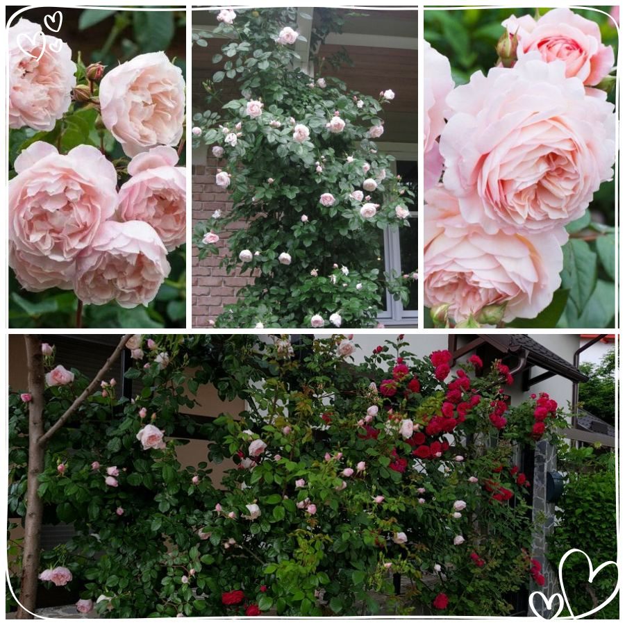 The Generous Gardener róża angielska